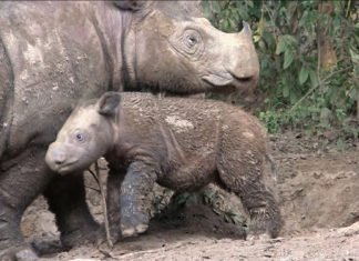 Son Oficialmente Declaradas Extintas dos Especies de Animales