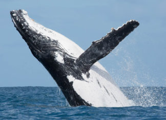 Nayarit, entre los Mejores 7 lugares para ver la temporada de ballenas