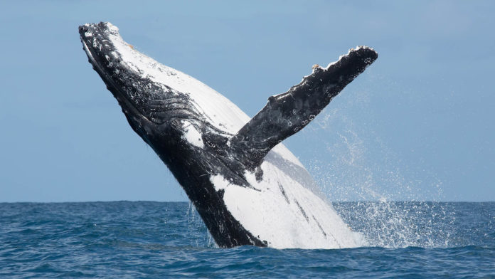 Temporada de Ballenas 1