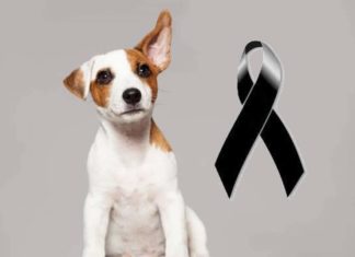 Perrito Muere en Autobús Omnibus de México en Camino Hacia Tepic