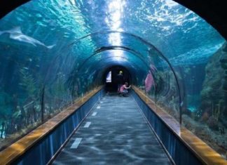 Puerto Vallarta Tendrá un Acuario Gigante de Lujo Próximamente