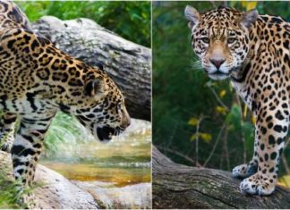 Avistan 8 Jaguares en Reserva de Nayarit, Hallazgo Positivo para su Conservación