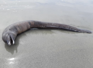 Encuentran extraño animal muerto en playas de Nayarit