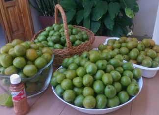 Se acerca la temporada de ciruelas en Nayarit