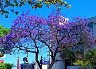 A pesar de la contingencia la naturaleza engalana la ciudad de Tepic