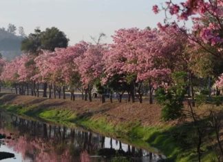 Sorprende hermoso paisaje a las orillas del contaminado Río mololoa