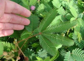 Flor de coatante : la entrañable planta que se cierra al tocarla