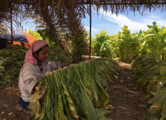 El tabaco, tesoro nayarita que reposa bajo los rayos del sol