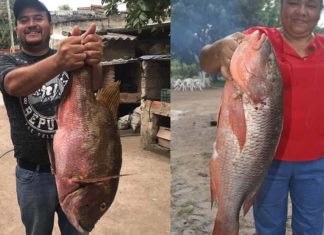 Para pescados deliciosos , los de nayarit