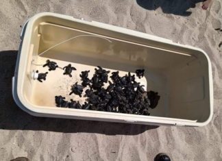 Localizan en Nuevo Vallarta nido con decenas de tortugas recién nacidas