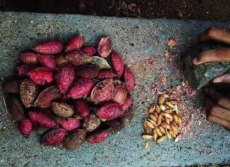 Las almendras, una exquisitez proveniente de un árbol costeño