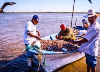 Pescadores nayaritas, los verdaderos “pata salada”, un orgullo de Nayarit