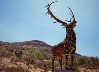 “Kauyumari” el imponente venado que resguarda una comunidad Wixarika
