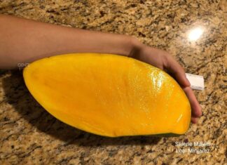 Sorprenden mangos “gigantes” de Nayarit