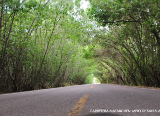 Túneles de mangle, un ícono de las carreteras de San Blas