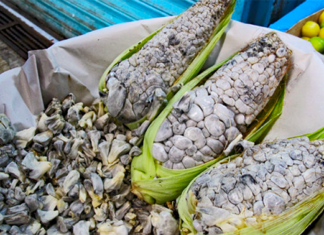 Huitlacoche : el caviar mexicano