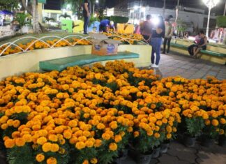 Adornan plaza de San José del Valle con más de 2000 plantas de cempasúchil