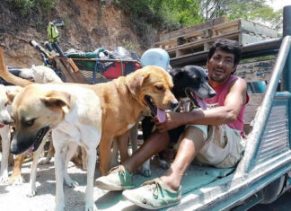 Nayarita que rescata perros es intimidado y hostigado en Veracruz