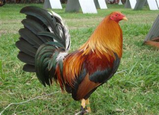 El gobierno de Tepic, prohíbe las peleas de gallos
