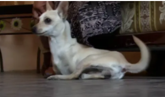 Él es «Canguro», un perro con solo dos piernas que busca cambiar su vida radicalmente