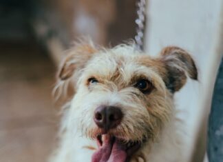 Buscan aumentar pena por maltrato animal