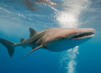 Estos son 10 increíbles animales que habitan en Nayarit