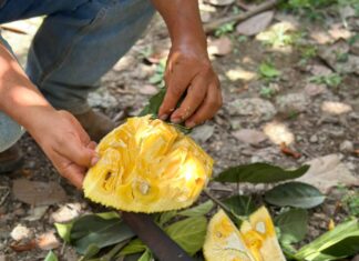 Jacka, Jackfruit, Yaca… el fruto de los mil sabores que Nayarit adoptó.