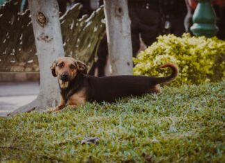 Aprueba Congreso mayor protección para animales domésticos