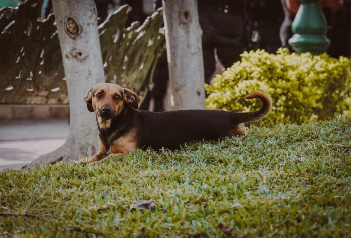 Comunicado-Aprueba-Congreso-mayor-proteccion-para-animales-domesticos-11-mayo-2023-3