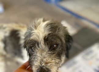 Legislará Congreso donación alimentaria para animales de la calle
