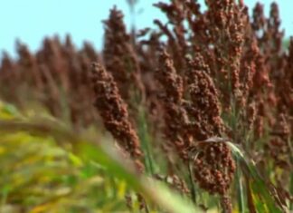 Sorgo de productores nayaritas podría ser vendido a Japón