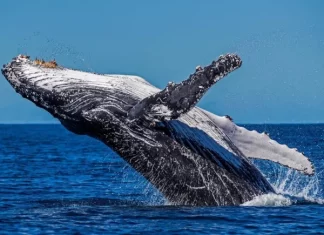 Comenzó la temporada del avistamiento de ballenas en las costas nayaritas