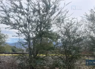 Hallan a hombre sin vida junto a las vías del tren en Ixtlán del Río