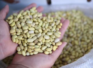 Regula Congreso donación altruista de alimentos para que sean sanos y nutritivos
