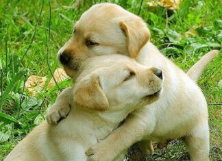 Exigen detener a responsables de envenenamiento de perros en Tepic