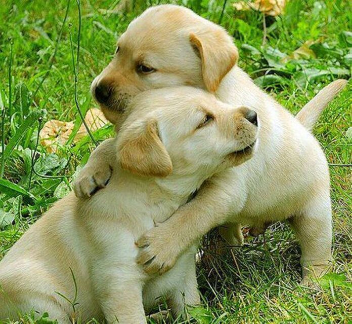 Perritos o Cachorros