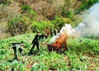 Descubren sembradíos de «yerba mala» en Ixtlán del Río por parte de la Marina