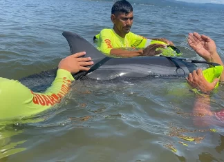 Delfín varado en Bahía de Matanchén moviliza operativo de rescate en San Blas