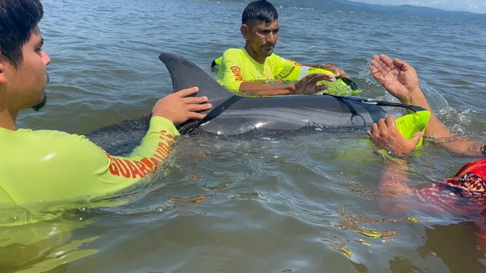 Delfin-varado-en-Bahia-de-Matanchen-moviliza-operativo-de-rescate-en-San-Blas