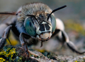Un encuentro con abejas terminó en el hospital en zona rural de Nayarit