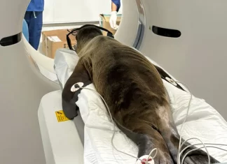 «Marquitos» salió bien de su cirugía, informa alcalde de Bahía de Banderas