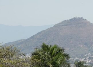 Inicia Gobierno de Nayarit análisis técnico de palmas en avenida Jacarandas