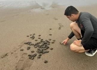 Más de 31 mil crías de tortuga iniciaron su camino al mar en playas nayaritas, reporta Semar