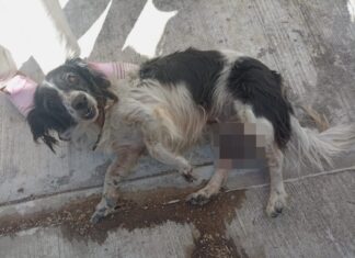 Rescata SSPC a canino en la capital nayarita