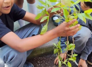 COFONAY fortalece la cultura forestal entre niñas y niños
