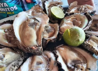 Reabren temporada de pesca de ostión de piedra en Miramar y Santa Cruz